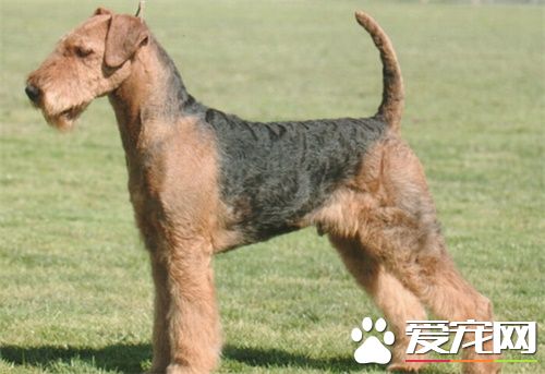 萬能梗為什麼叫萬能梗 萬能梗是專業救援犬