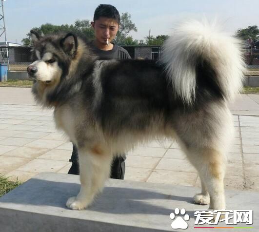 阿拉斯加雪橇犬吃啥 狗糧是最好的選擇