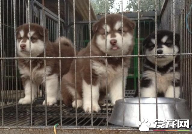 阿拉斯加雪橇犬吃啥 狗糧是最好的選擇