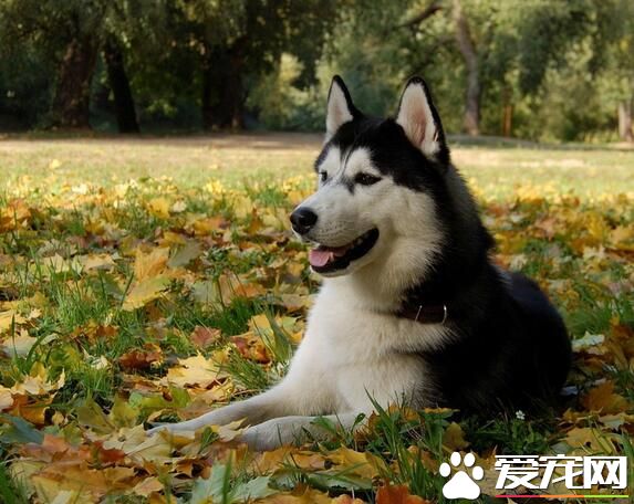 阿拉斯加雪橇犬拆家 天性比較活潑好動