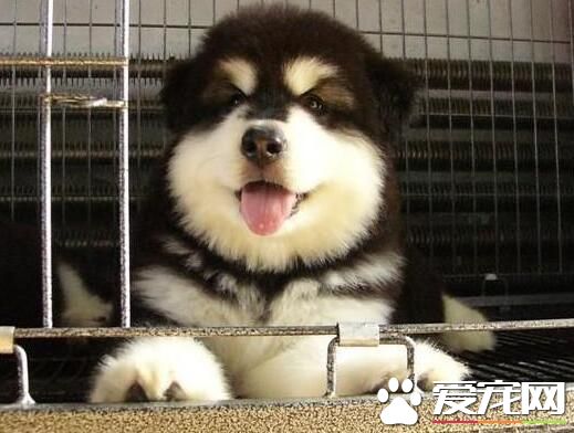 阿拉斯加雪橇犬不咬人 正常情況是不會咬人