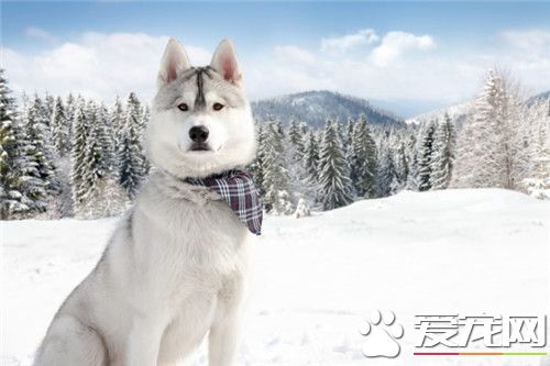 阿拉斯加雪橇犬不咬人 正常情況是不會咬人