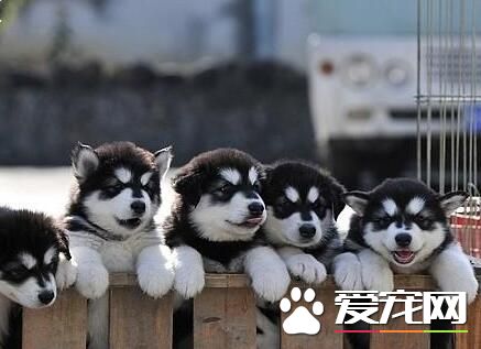 阿拉斯加雪橇犬不咬人 正常情況是不會咬人