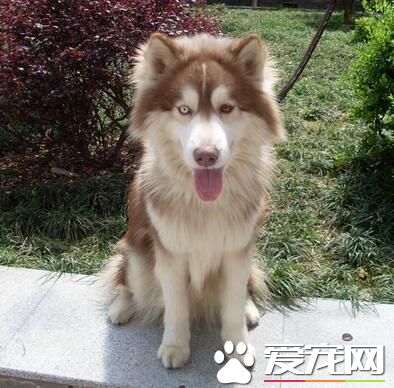 阿拉斯加雪橇犬標准 體格強健結實胸深且強壯