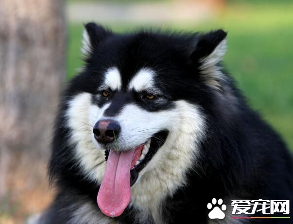 阿拉斯加雪橇犬主食 小米熬粥是不錯的主食