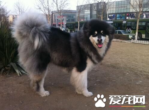 阿拉斯加雪橇犬主食 小米熬粥是不錯的主食