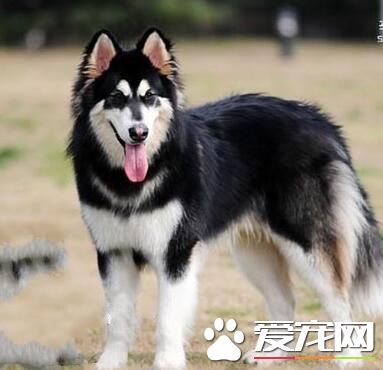 阿拉斯加雪橇犬智商排名 智商排在第50名