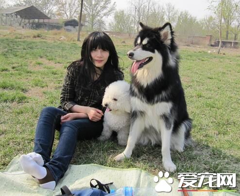 阿拉斯加雪橇犬智商排名 智商排在第50名