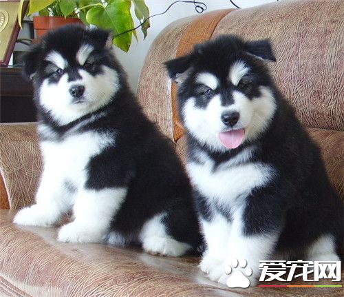 阿拉斯加雪橇犬智商排名 智商排在第50名
