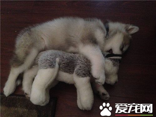 阿拉斯加雪橇犬戰斗力 阿拉斯加是大型犬