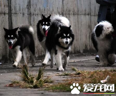 阿拉斯加雪橇犬智商高嗎 智商不能說不高