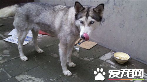 阿拉斯加雪橇犬幼犬睡覺多麼 十幾個小時都在睡覺