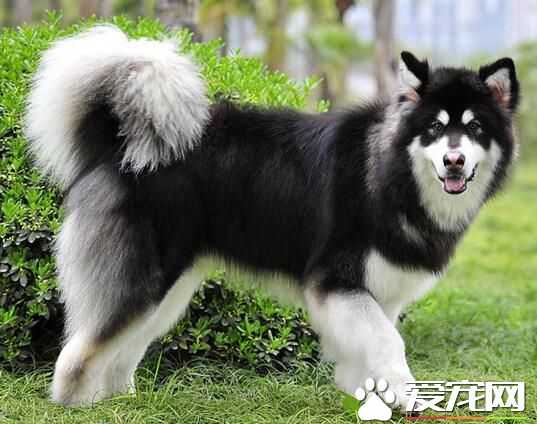 阿拉斯加雪橇犬幼犬睡覺多麼 十幾個小時都在睡覺