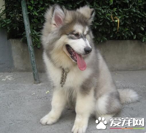 阿拉斯加雪橇犬幼犬睡覺多麼 十幾個小時都在睡覺