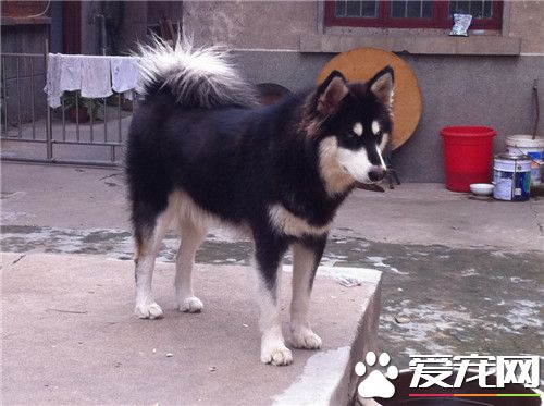 阿拉斯加雪橇犬凶猛嗎 是一種溫順的狗狗