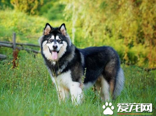 阿拉斯加雪橇犬學狼叫 因為遺傳了狼的基因