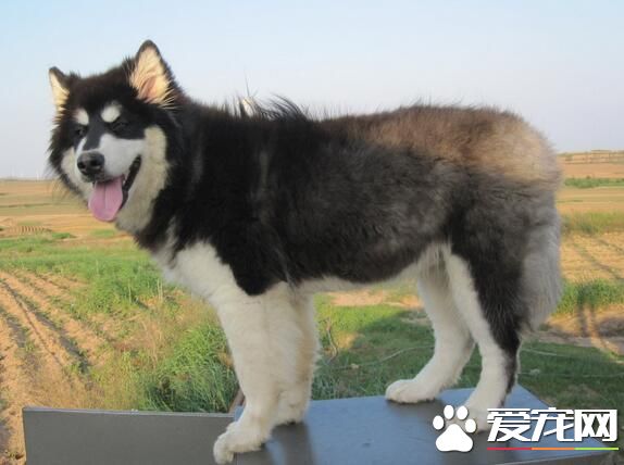 阿拉斯加雪橇犬凶猛嗎 是一種溫順的狗狗