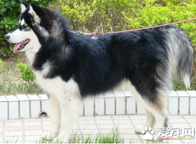 阿拉斯加雪橇犬凶猛嗎 是一種溫順的狗狗