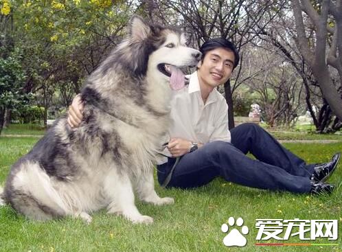 阿拉斯加雪橇犬性格如何 對人非常的友善