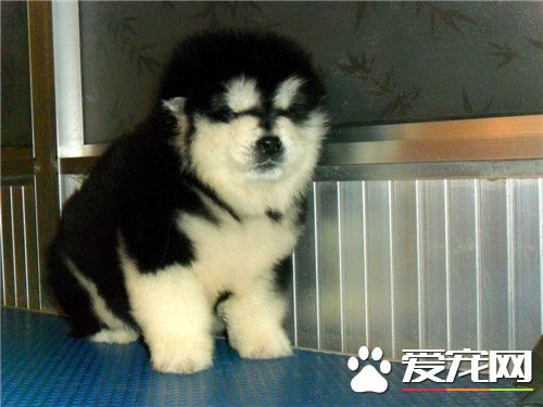 阿拉斯加雪橇犬性格如何 對人非常的友善
