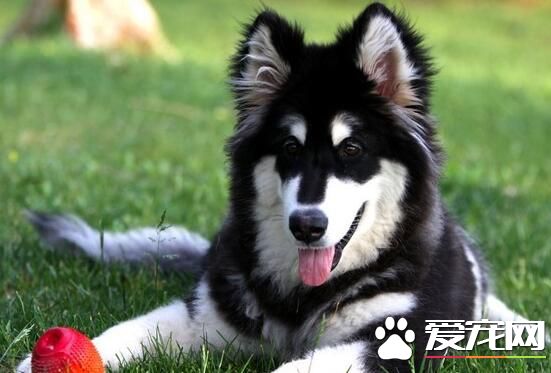 阿拉斯加雪橇犬體重 雄性的體重為38公斤