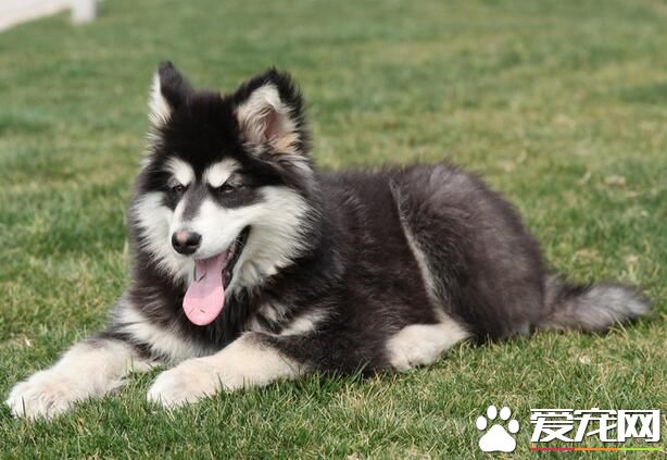 阿拉斯加雪橇犬飼養費用 可靠的價格在3500元
