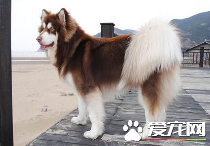 阿拉斯加雪橇犬飼養費用 可靠的價格在3500元