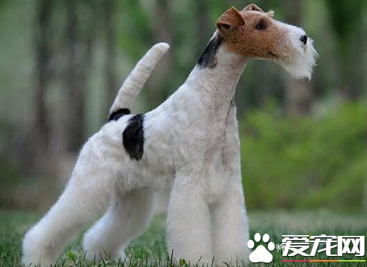 威爾士梗和剛毛獵狐梗的區別 威爾士梗性格活潑