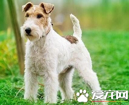 威爾士梗和剛毛獵狐梗的區別 威爾士梗性格活潑