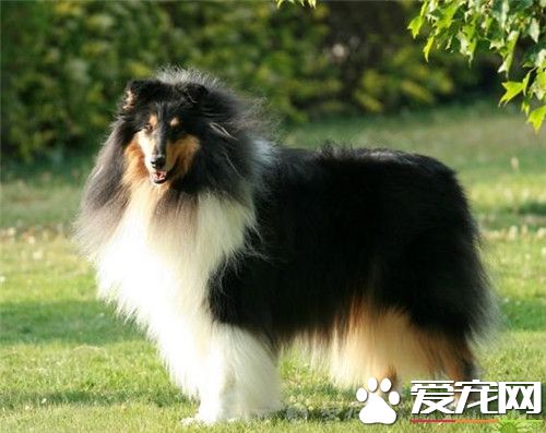 蘇格蘭牧羊犬重量 雄性蘇牧體重約60到75磅