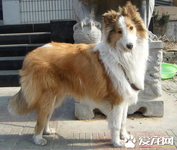 蘇格蘭牧羊犬重量 雄性蘇牧體重約60到75磅