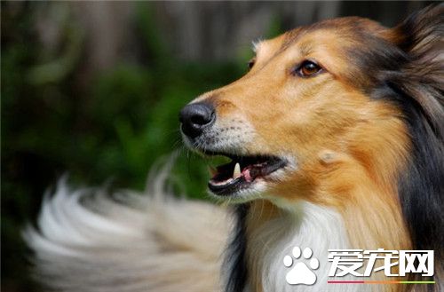 蘇格蘭牧羊犬忠心 對於主人順從和忠誠