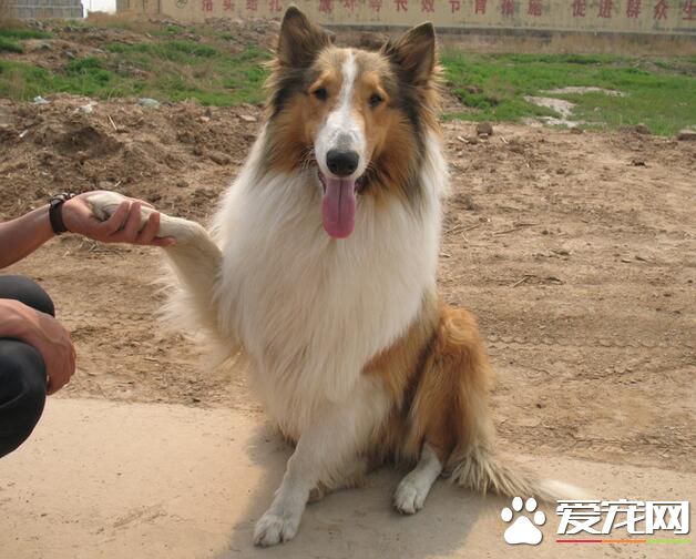 蘇格蘭牧羊犬忠心 對於主人順從和忠誠