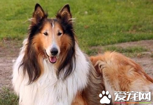 蘇格蘭牧羊犬忠心 對於主人順從和忠誠