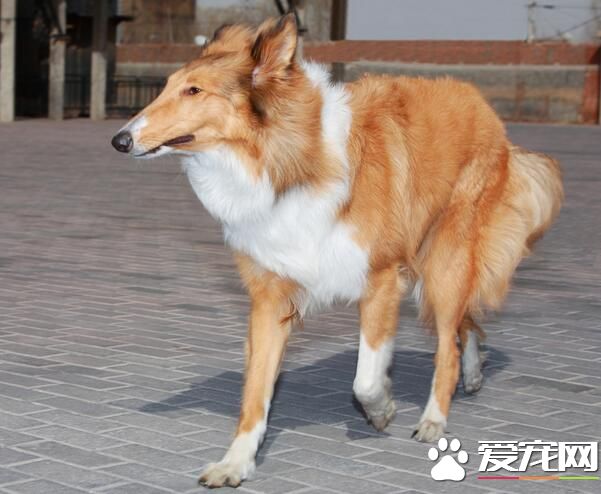蘇格蘭牧羊犬智商排名 智商排名中為第16名