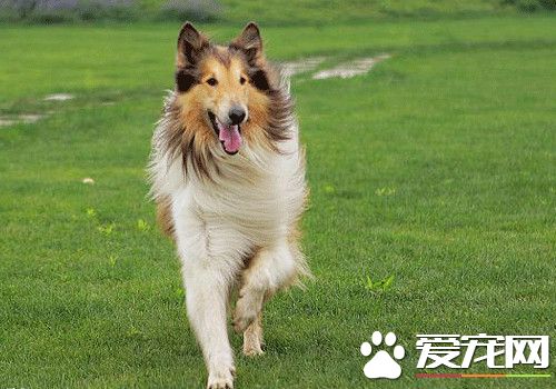 蘇格蘭牧羊犬智商排名 智商排名中為第16名
