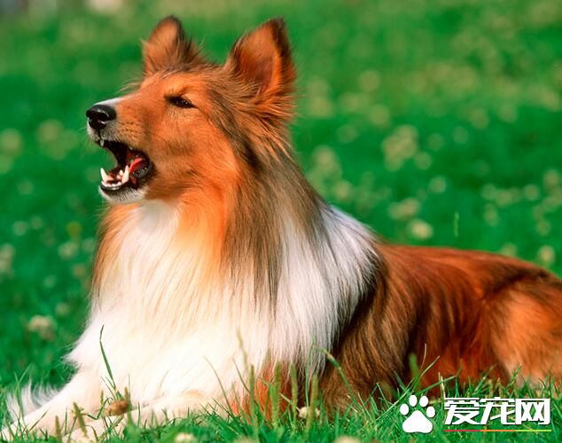 蘇格蘭牧羊犬智商排名 智商排名中為第16名