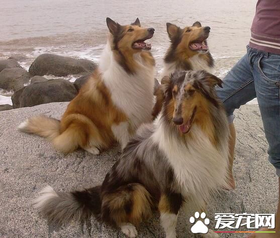 蘇格蘭牧羊犬怎麼看純不純 如何挑選純種蘇牧