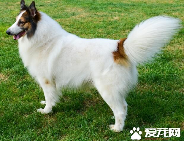 蘇格蘭牧羊犬怎麼看純不純 如何挑選純種蘇牧