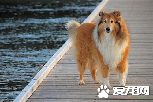 蘇格蘭牧羊犬怎麼看純不純 如何挑選純種蘇牧