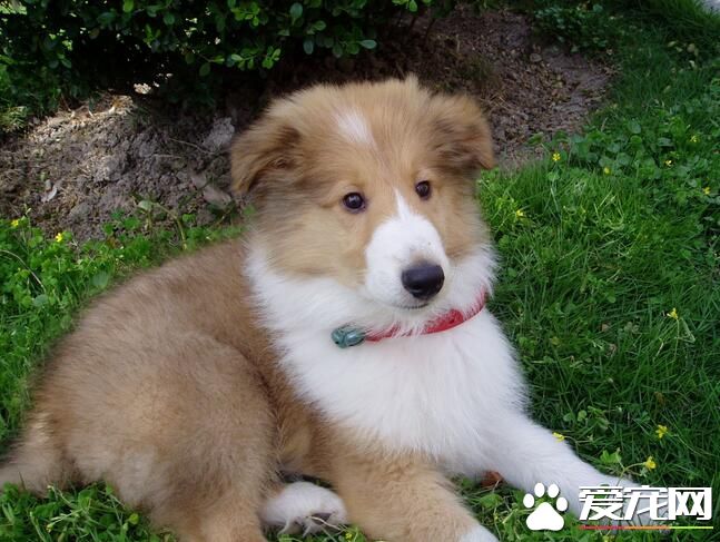 蘇格蘭牧羊犬怎麼看 蘇牧選購時要注意什麼