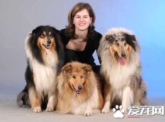 蘇格蘭牧羊犬幼犬咬爪子 可能是它們餓了的表現