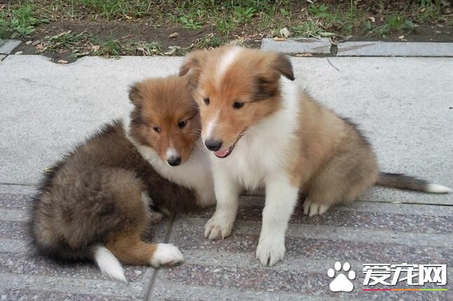 蘇格蘭牧羊犬幼犬咬爪子 可能是它們餓了的表現