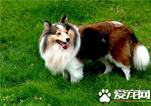 蘇格蘭牧羊犬幼犬咬爪子 可能是它們餓了的表現