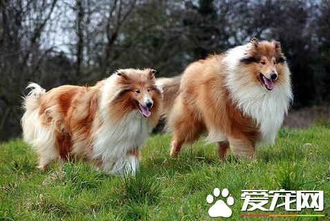 蘇格蘭牧羊犬幼犬可以洗澡嗎 也是可以洗澡的