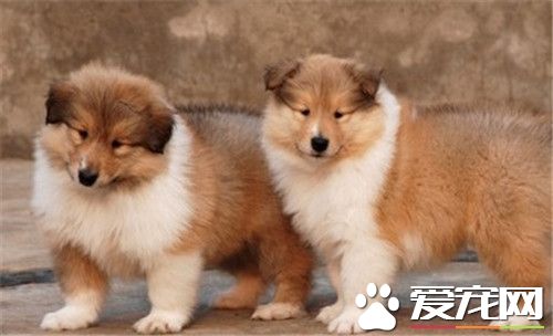 蘇格蘭牧羊犬幼犬可以洗澡嗎 也是可以洗澡的