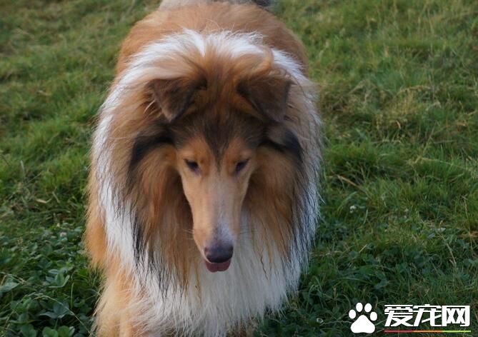 蘇格蘭牧羊犬有沒有黑色的 蘇牧共有四種顏色