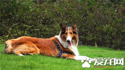 蘇格蘭牧羊犬用途 蘇格蘭牧羊犬是負責牧羊