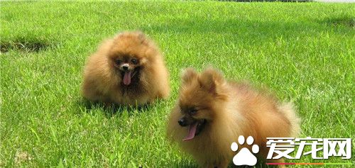 蘇格蘭牧羊犬咬家具嗎 特性就是愛亂咬東西