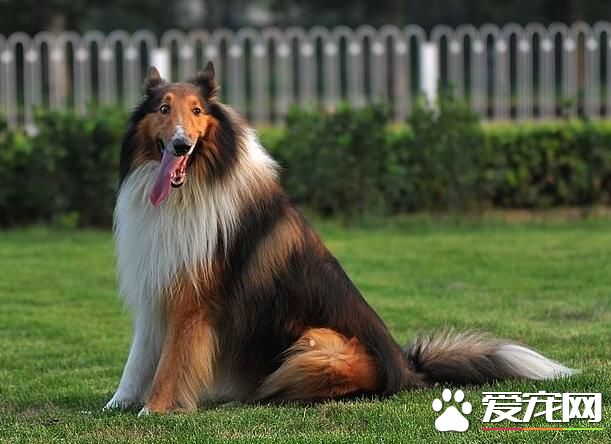 蘇格蘭牧羊犬用途 蘇格蘭牧羊犬是負責牧羊